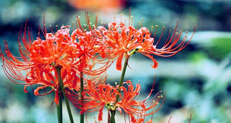 神秘冷漠的花语——雏菊花（解读雏菊花的神秘意义）