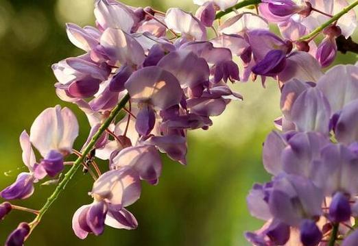 思念之花——百合花的花语（百合花的花语揭示了思念的深度和真诚）