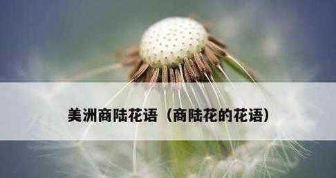 未来之花——蒲公英的花语（愿未来如蒲公英一般轻盈自由）