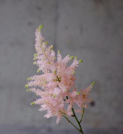 柔情花语——以百合为主题的温柔花语（浅谈百合花语的温柔之美）