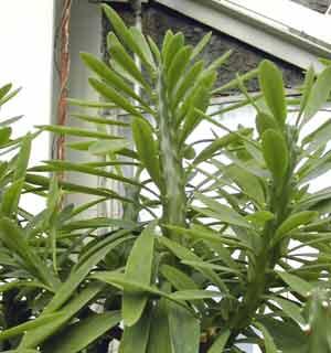 大戟科植物（探寻大戟科植物的生物学奥秘与医学价值）