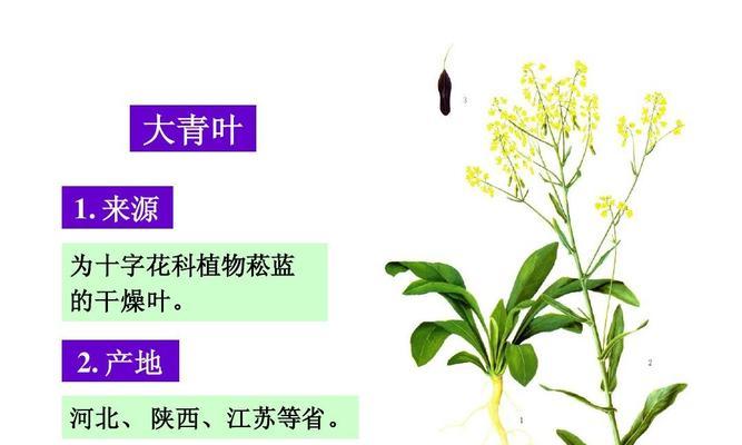 大青叶的种植全攻略（了解大青叶的播种时间和种植方法）