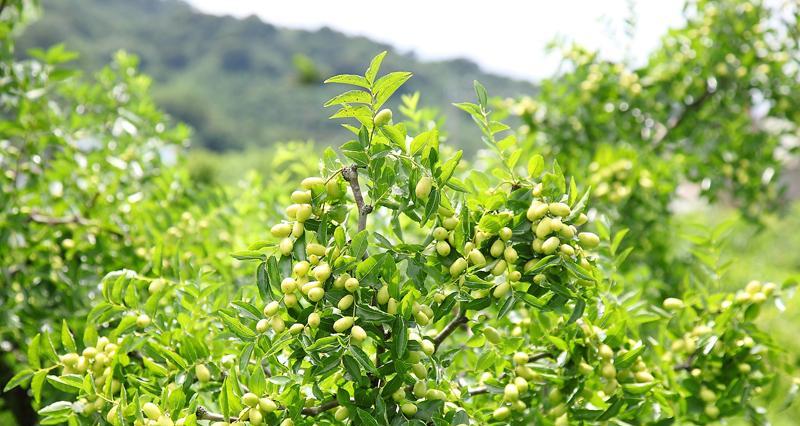 大青枣一年开几次花（探究大青枣的开花周期及对其生长环境的影响）