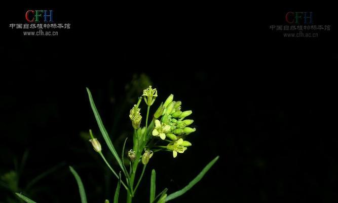 大蒜——属于百合科的多年生草本植物（了解大蒜的栽培）