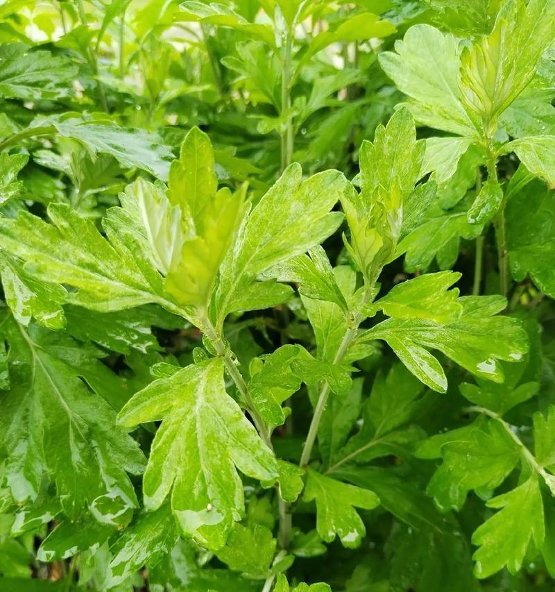 四季常青，百花争艳（探秘四季植物中的代表性品种）