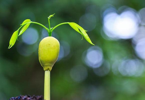 坚强勇敢的植物（探索代表勇气和坚强的15种植物）