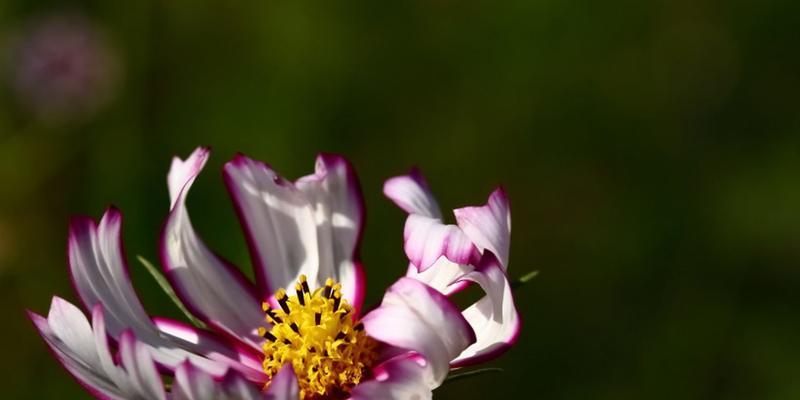 花之神秘魅力（优雅花卉）