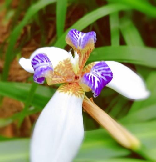 友谊长存的花——紫罗兰（代表友谊的紫罗兰花语和文化意义）