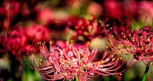 代表欲望的花语——探秘“花开花谢”之间的心理变化（从心理学角度解读欲望的追逐）