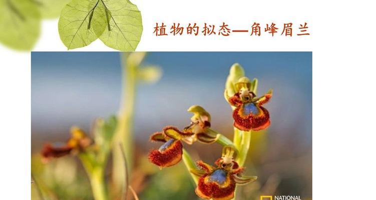 代表智慧的植物——菜花（菜花的生长过程与食用价值）