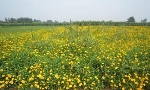 地被菊——多年生的植物之美（探秘地被菊的生长环境与特点）