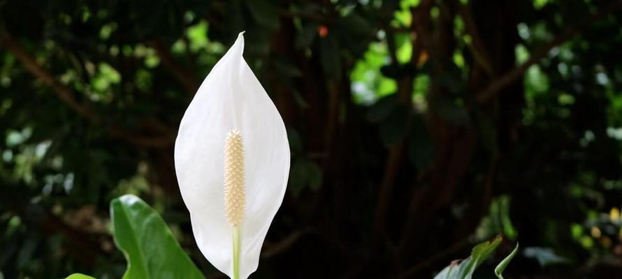 幸运的花花语（揭秘花朵中的好运密码）