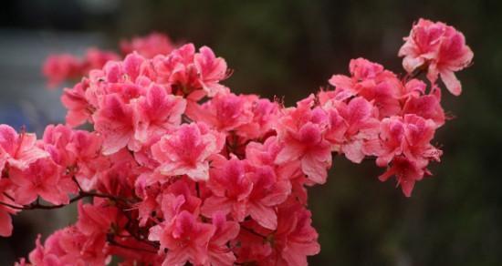 杜鹃花的花语之不同颜色的寓意（探索不同颜色杜鹃花的花语及象征意义）