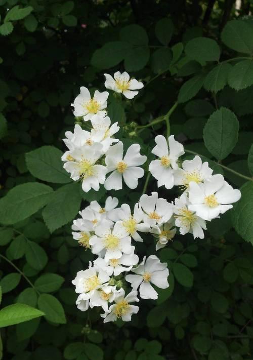 茶蘼花的寓意与象征（揭示茶蘼花的深层含义）