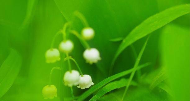 痴情植物的奇妙世界（探索植物王国中代表痴情的15种奇特植物）