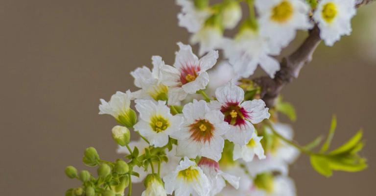 花开姐妹情深（探寻花朵背后的姐妹之情）