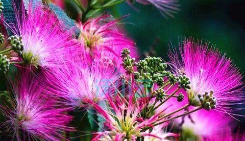 花开有情，岁月芬芳（以花花语形容老年人的代表性花卉——梅花）