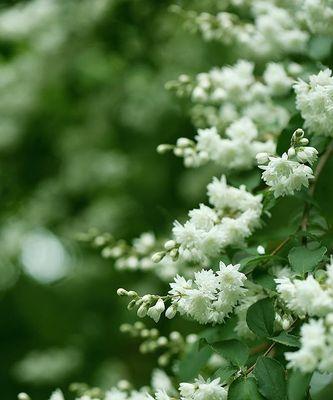 清高孤傲的花——凌霄花的世界（寂寞高洁）