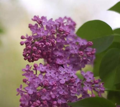 优雅神秘之花——香囊花的奇妙世界（探秘香囊花的美丽与神秘）