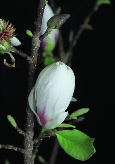 友谊长存，花开不败（以花为媒）