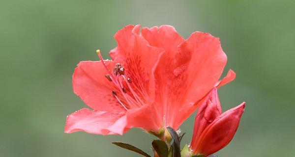 杜鹃花的寓意和象征风水（揭开杜鹃花背后的象征意义与风水禁忌）