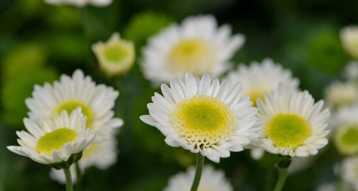 多头菊的花语与传承之美（传递希望与团结的多头菊）