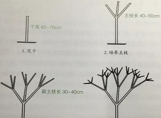 龙吐珠花的剪枝修剪方法与步骤（打造美丽庭院的必备技巧）