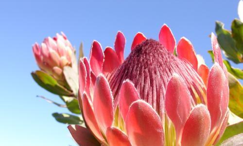 龙眼花语，寓意代表的象征意义（解读龙眼花语）