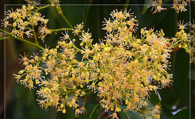 龙眼花期全解析（龙眼开花时间）