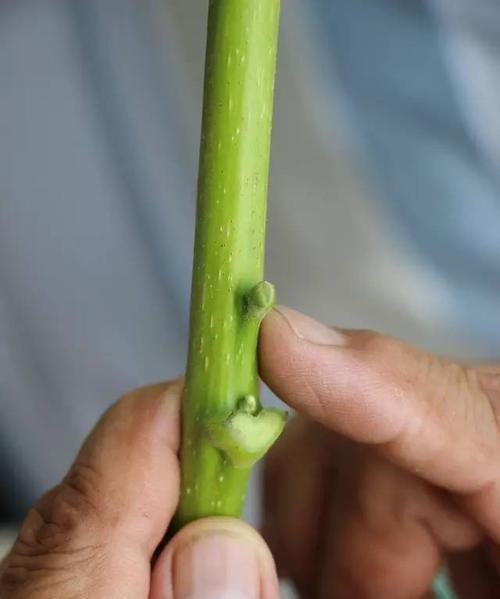 龙眼芽接技术详解（最佳时间与方法掌握）