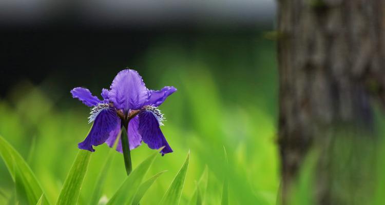 花语中的友谊之花（以花为媒介）