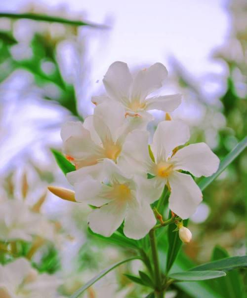 花开友谊长存（以代表友谊长存的花品种）