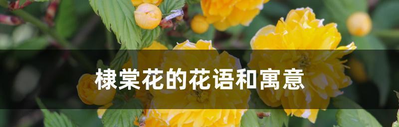 以棣棠花的花语——传递爱与美的使者（爱的象征）