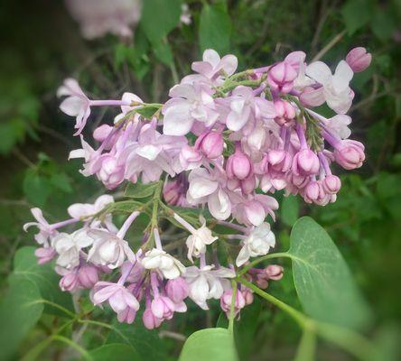 丁香花的花语与寓意（探寻丁香花的内涵及象征）