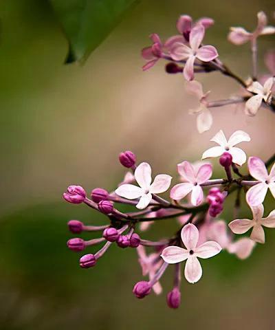 丁香花的花语及象征意义（丁香花语与爱情的深意）