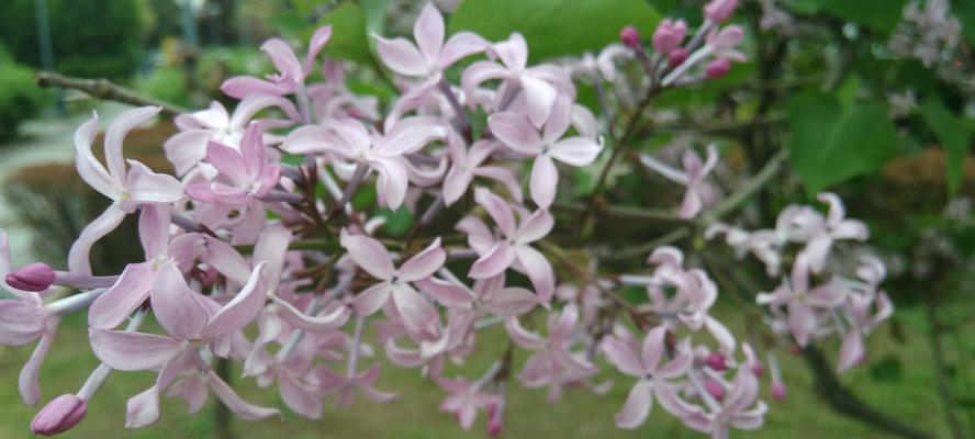 丁香花的花语（揭示丁香花的深意与象征）