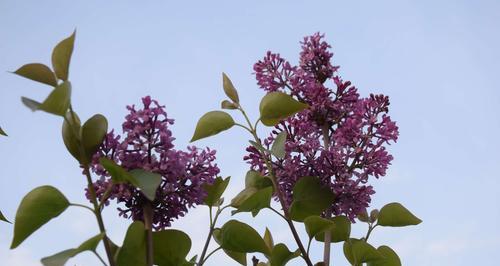 丁香花语与寓意（传递爱与美的花朵——丁香花）