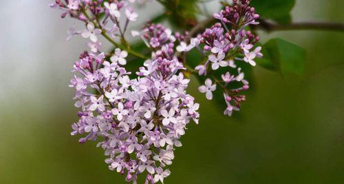 丁香花语与寓意（传递爱与美的花朵——丁香花）