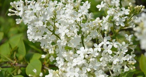 丁香花语与寓意（传递爱与美的花朵——丁香花）