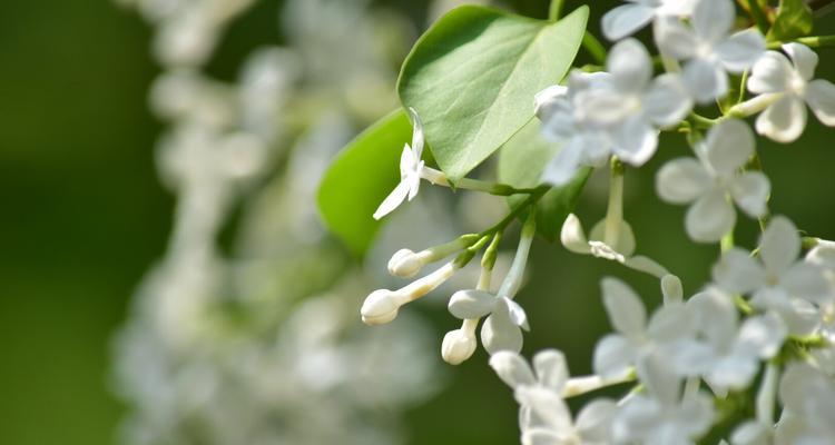 丁香花的代表意义及传承之美（香气四溢）