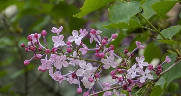 丁香花的代表意义及传承之美（香气四溢）