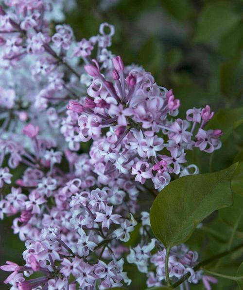 丁香花花语（揭开丁香花的五彩花语）