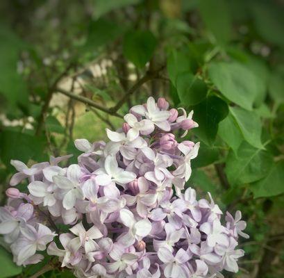 丁香花花语（揭开丁香花的五彩花语）