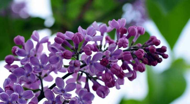 丁香花语的传递之旅（从芬芳到温暖）