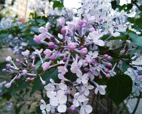 丁香花的寓意与象征意义（美丽的花朵中蕴含的情感和祝福）