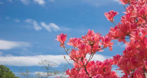 杜鹃花（杜鹃花的象征意义及其在文化中的重要地位）