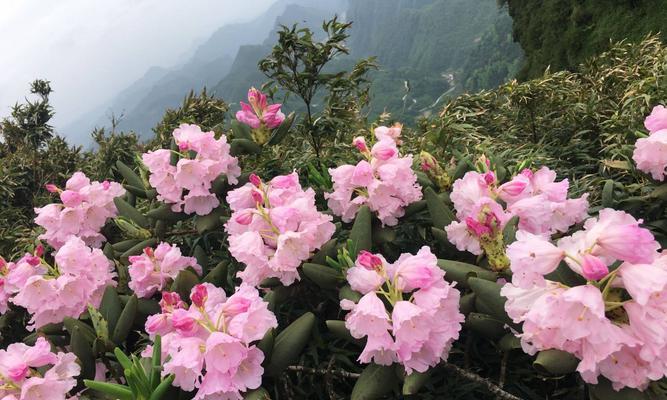 杜鹃花的寓意与象征（揭示杜鹃花的美与内涵）