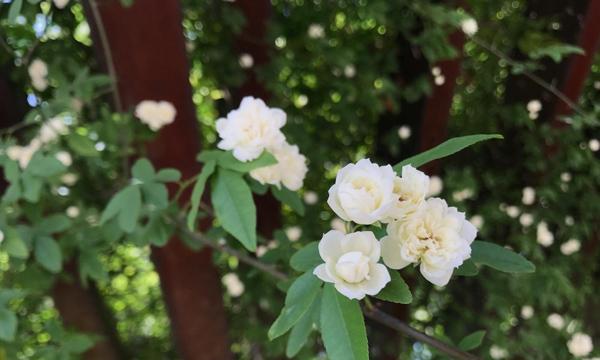 繁缕花（生日之际）