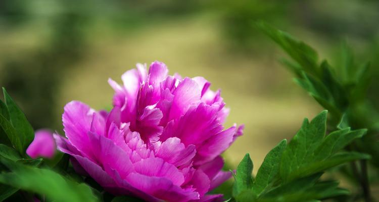 粉色牡丹花的寓意（探索粉色牡丹花的象征与意义）