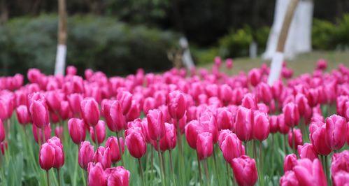 粉色郁金香（花开时节）